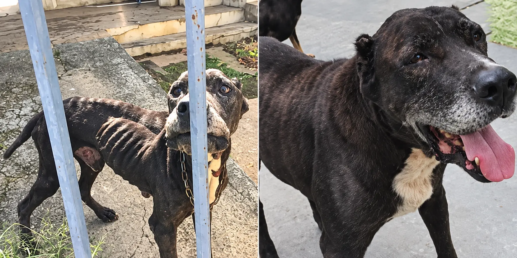 Antes: cão adulto muito magro, com as costelas aparentes, atrás de uma grade metálica